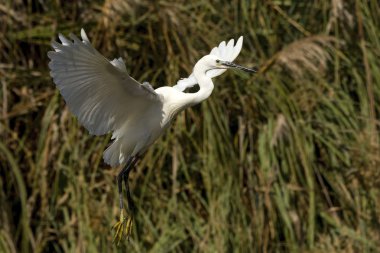 uçan ak balıkçıl