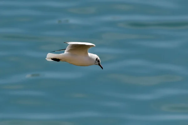 Möwe im Höhenflug — Stockfoto