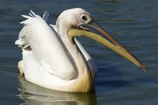 Pelikan na wodzie. — Zdjęcie stockowe