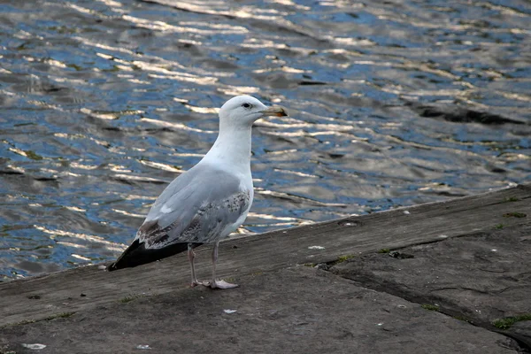 Möwe am Ufer des Flusses — Stockfoto