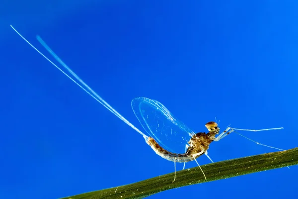 Mayfly - Hombre —  Fotos de Stock