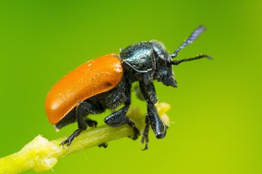 Turuncu ve yeşil böcek