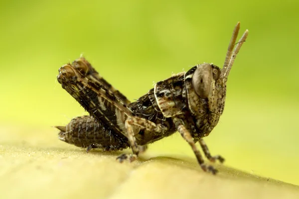 Juvenilní kobylka — Stock fotografie