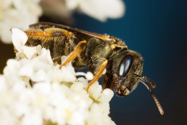 Tiny wasp — Stock Photo, Image