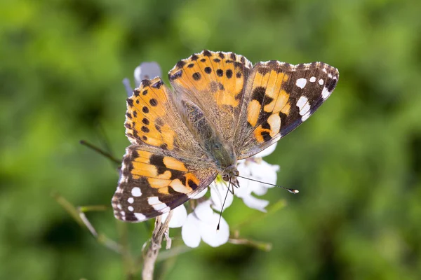 Painted lady — Stock Photo, Image