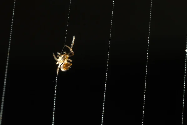 Escalada pequeña araña — Foto de Stock
