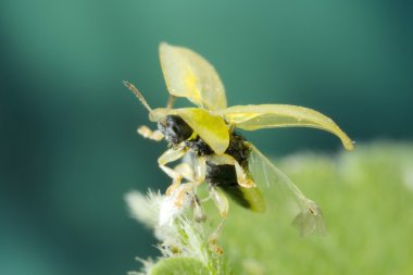 Kaplumbağa kabuk böceği