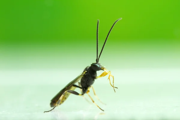 Ichneumon darázs — Stock Fotó