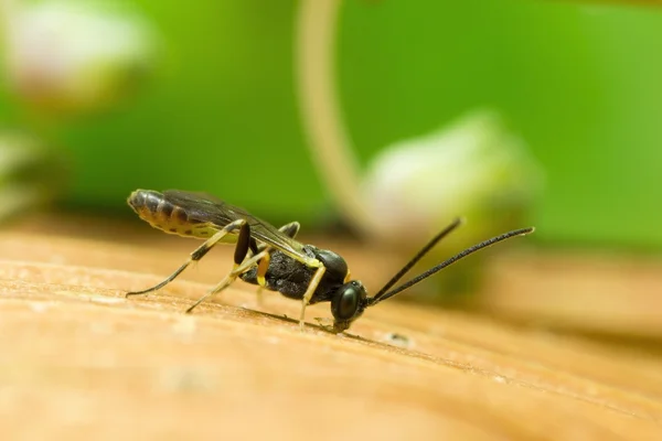 Vespa de Ichneumon — Fotografia de Stock