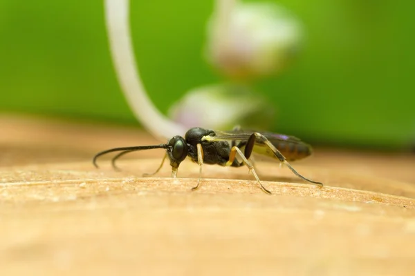 Vespa de Ichneumon — Fotografia de Stock