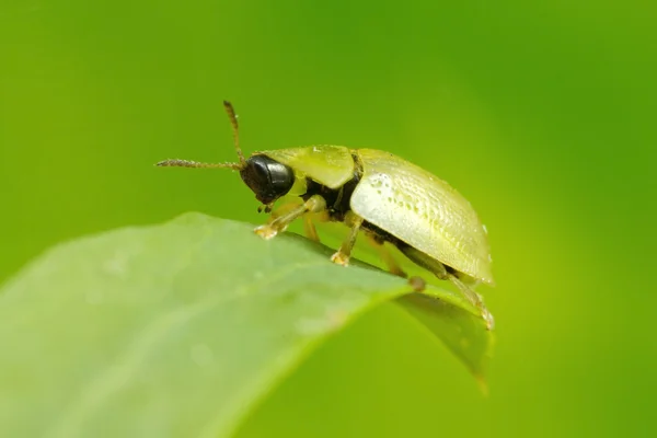 Tortoise shell beetle — Stock Photo, Image