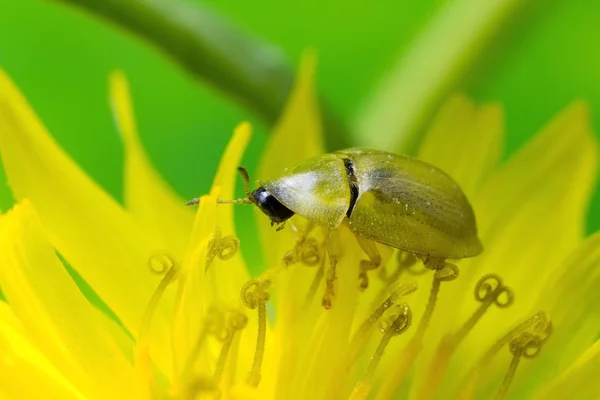 亀の甲羅のカブトムシ — ストック写真