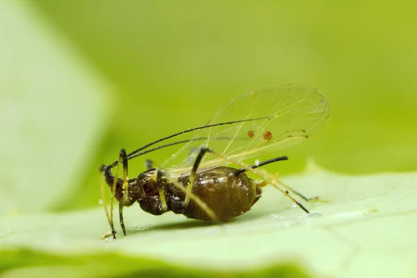 蚜虫和翅膀 — 图库照片