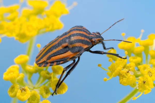 Pěvec Bug na fenyklu — Stock fotografie