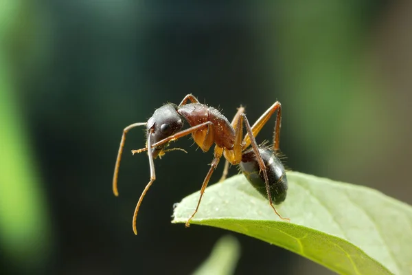 Ant close up — Stock Photo, Image