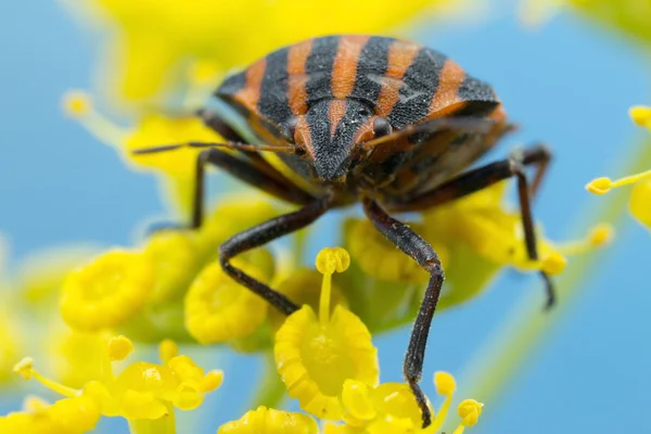 Bug Minstrel no funcho — Fotografia de Stock