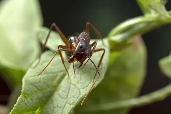 Formiga de perto — Fotografia de Stock