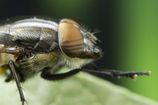 A kind of fly — Stock Photo, Image