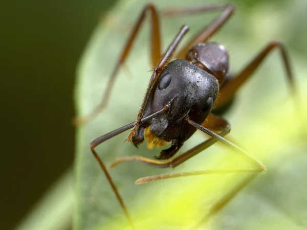 Mravenec extrémní zblízka — Stock fotografie