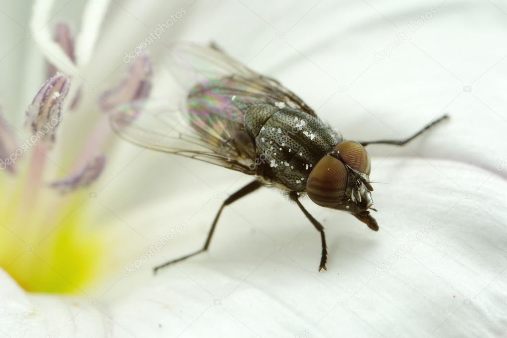A kind of fly
