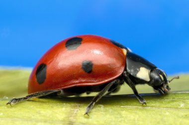 Sevimli küçük ladybird