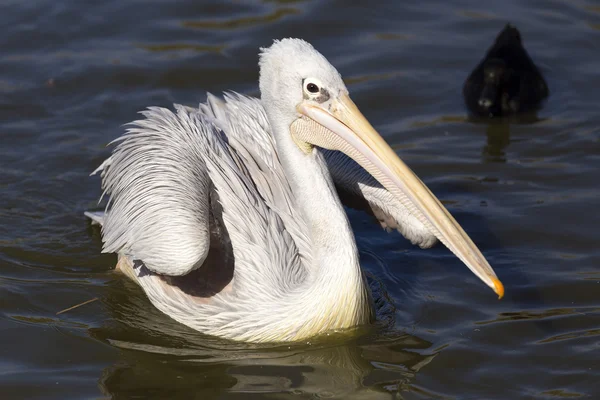 Pelikan w jeziorze — Zdjęcie stockowe