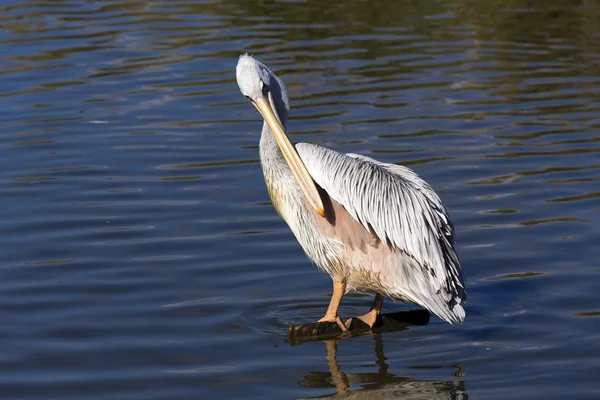Pelikan w jeziorze — Zdjęcie stockowe