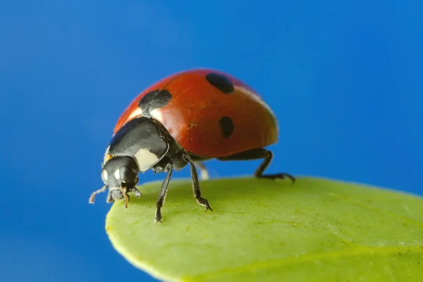 Linda mariquita. — Foto de Stock