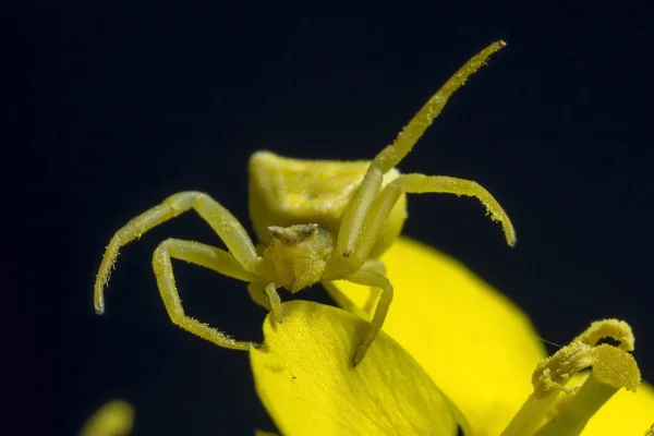 Araña cangrejo amarillo — Foto de Stock