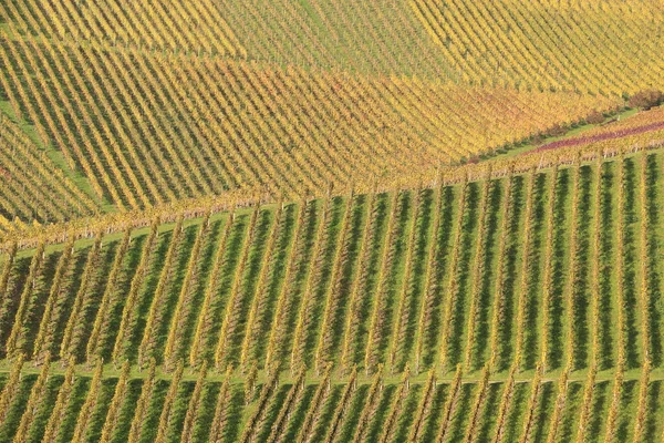 Wijngaard Durbach Duitsland — Stockfoto