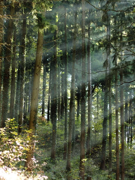 Мистический черный лес 2 — стоковое фото