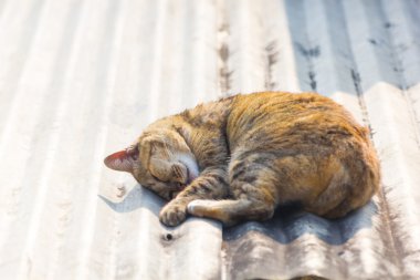 Kedi uyku çatı üzerinde