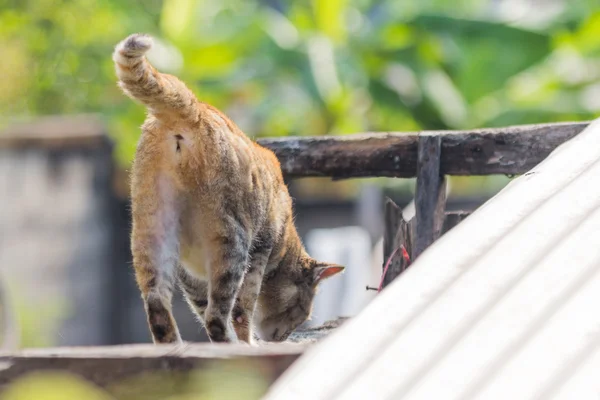 Walking Cat on roof