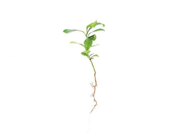 Tangerine Plant growing from seed — Stock Photo, Image