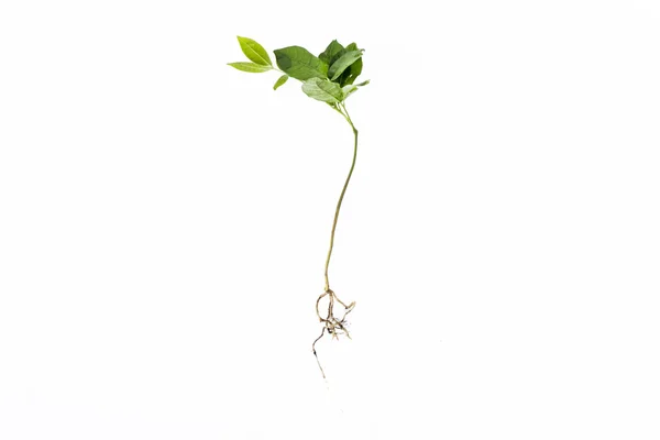 Longan Plant growing from seed — Stock Photo, Image