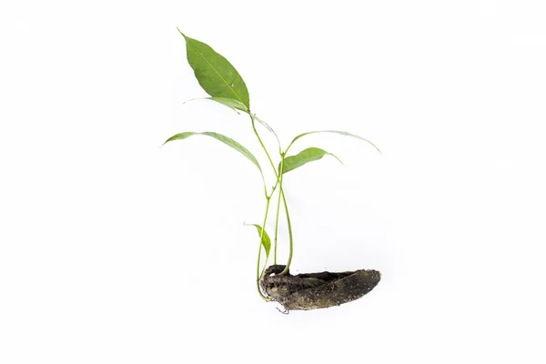 Büyük kök ile tohum mango ağacı