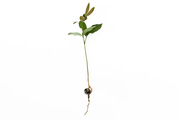 Longan Tree seedling with big roots — Stock Photo, Image