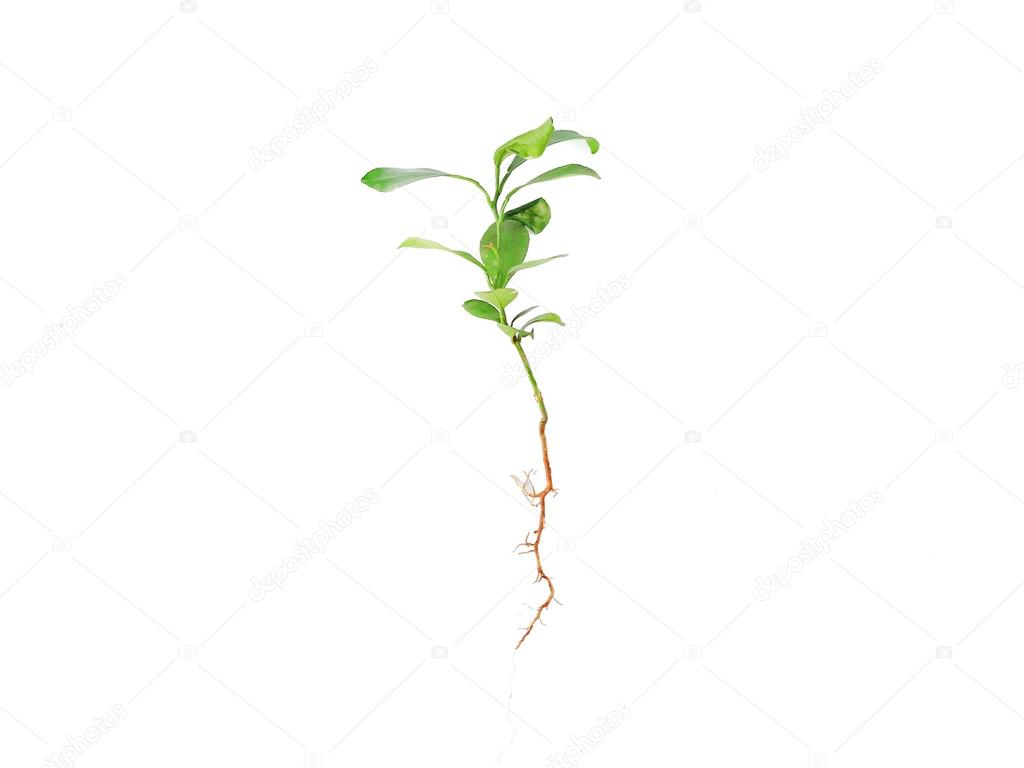 Tangerine Plant growing from seed