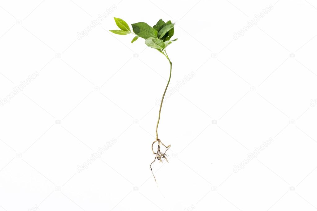 Longan Plant growing from seed