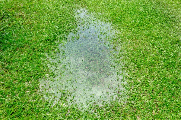 çimenlerin üzerinde günlük su