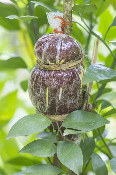 Portakal ağacı aşılama