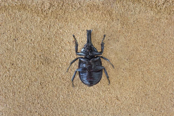 Rhinoceros beetle on wood background — Stock Fotó