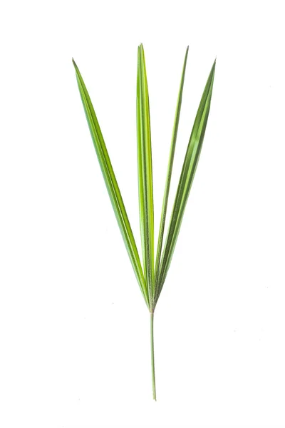 Little palm leaf — Stock Photo, Image