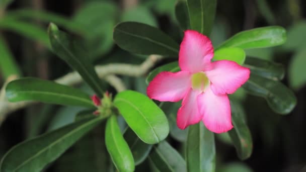 砂漠のバラの花 — ストック動画