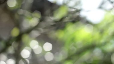 Bokeh mercek ışık doğa görüntüleri