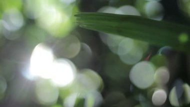 Bokeh mercek ışık doğa görüntüleri