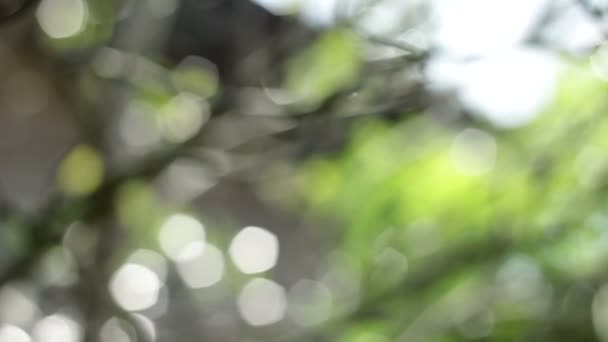 Luce della lente Bokeh Filmati della natura — Video Stock