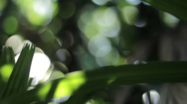 Bokeh mercek ışık doğa görüntüleri
