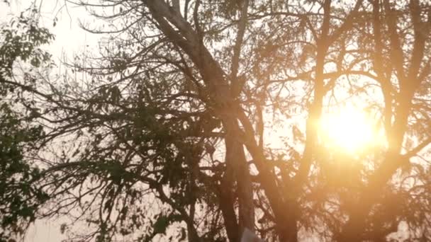 Sonnenuntergang mit trockenem Baum — Stockvideo