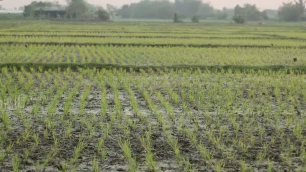 Rijst veld in de natuur — Stockvideo